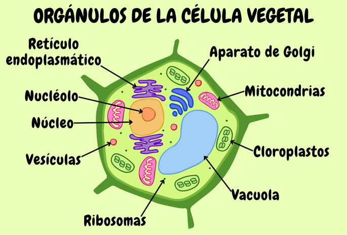 Orgánulos de la célula vegetal