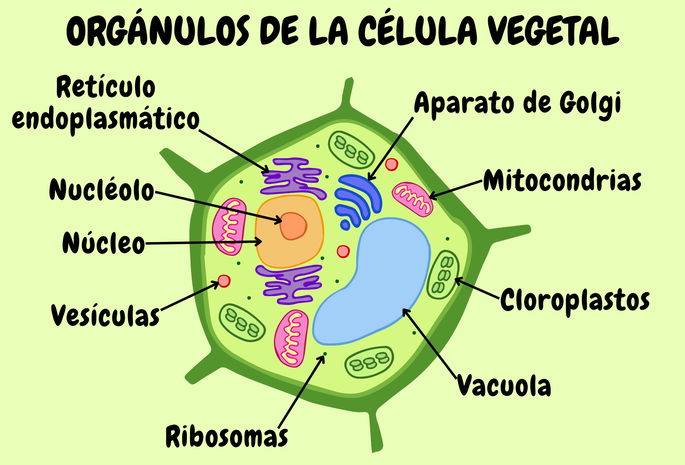 Organelos de la célula vegetal
