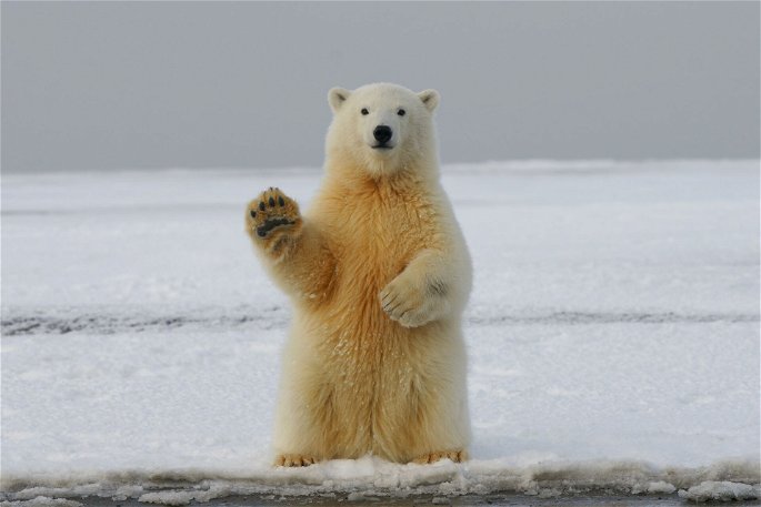Un oso polar del polo norte saludando a la cámara