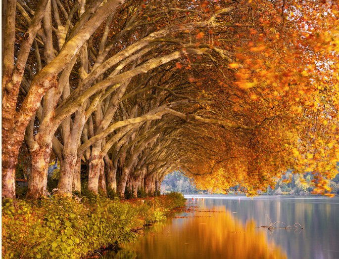 fotografía de otoño con árboles de hojas amarillas reflejándose en un río