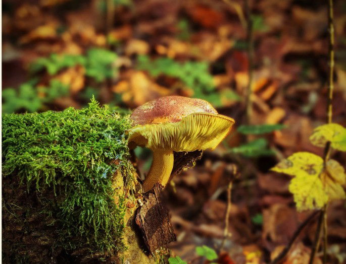 seta en medio del bosque en otoño