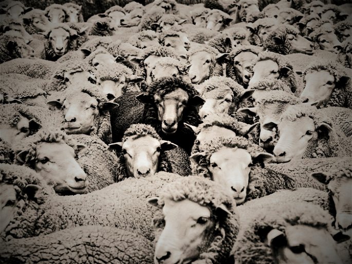 oveja negra en medio de un rebaño de ovejas blancas