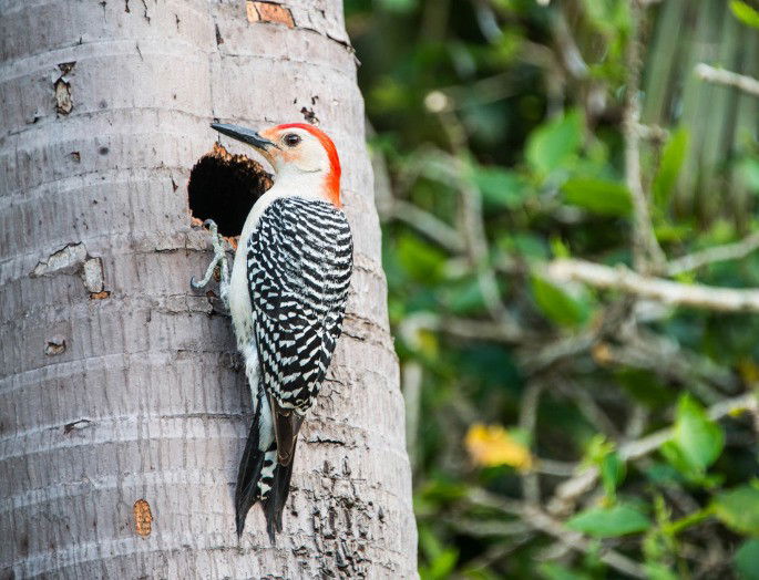 pájaro carpintero en el agujero de un árbol