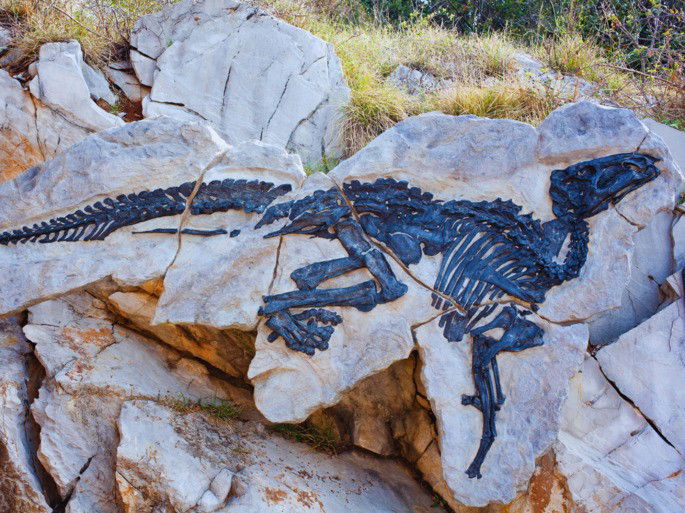 paleontología: esqueleto fosilizado de dinosaurio
