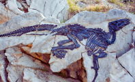 Paleontología