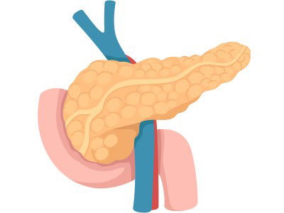 Páncreas - órgano del cuerpo humano