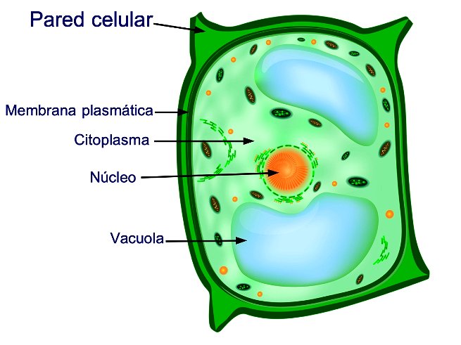 montón Salto ego Pared celular: qué es, función y estructura (procariota, vegetal y hongos)  - Significados