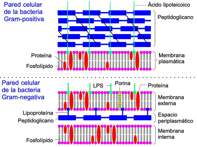 Pared Celular Qué Es Función Y Estructura Procariota Vegetal Y Hongos Enciclopedia 7931