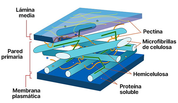 Pared celular de la celula vegetal
