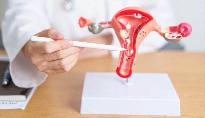 Doctora señalando partes internas del aparato reproductor femenino, señalizando la vagina, cérvix y útero.