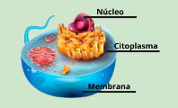 Partes de la célula