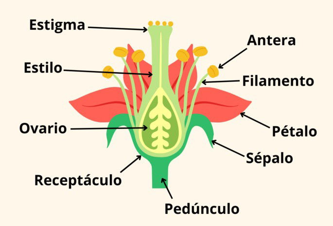 Partes de la flor de una planta