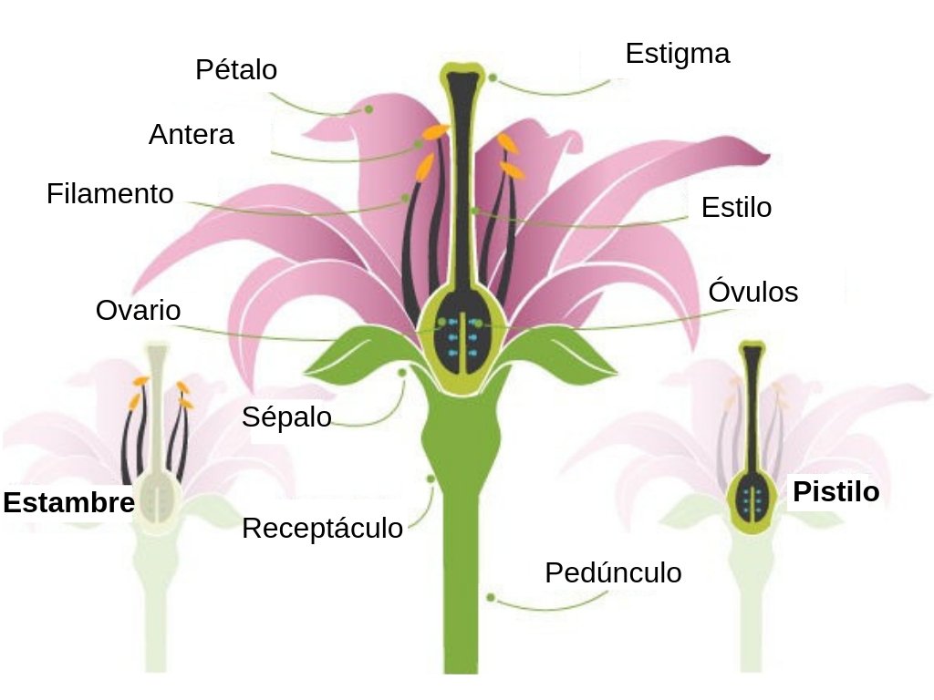 Partes de la flor - Significados