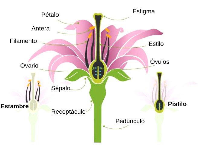 Partes de la flor - Significados