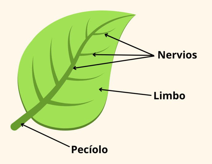 Partes de la hoja de una planta