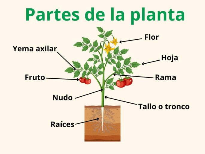 Partes de la planta señaladas: flor, hoja, rama, tallo, raíces, nudo, fruto y yema axilar