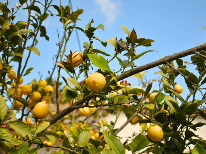 Limón como el fruto del limonero, una planta frutal