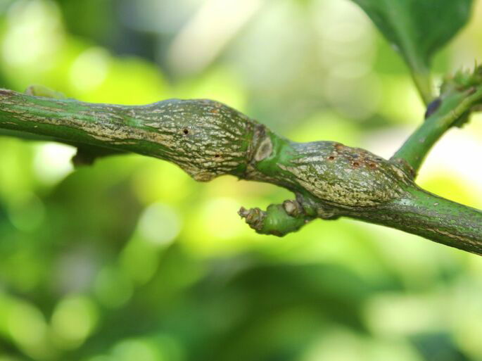 Nudo de una planta