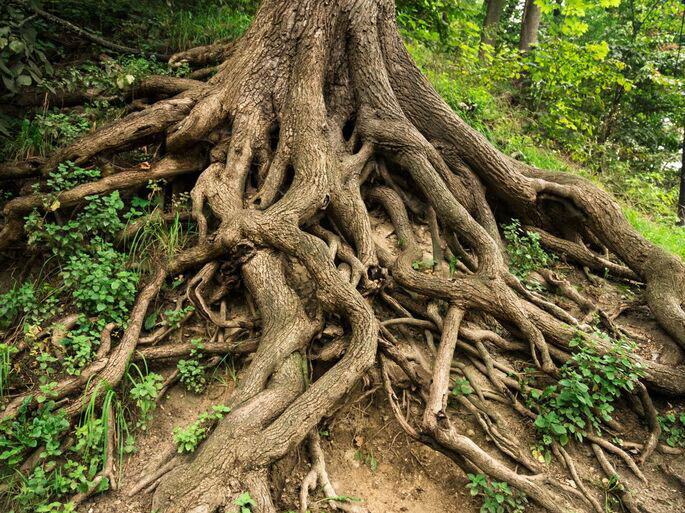 Raíces de un árbol