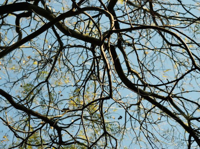 Ramas de un árbol