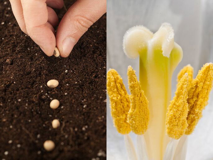 Semillas y polen de diferentes plantas