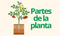 Partes de la planta