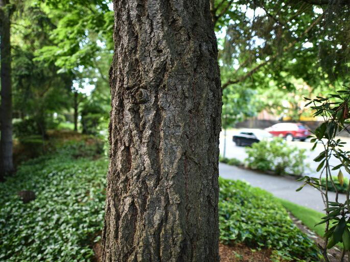 Tronco de un árbol