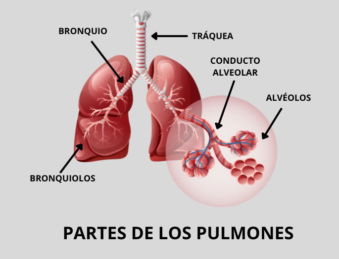 Partes de los pulmones