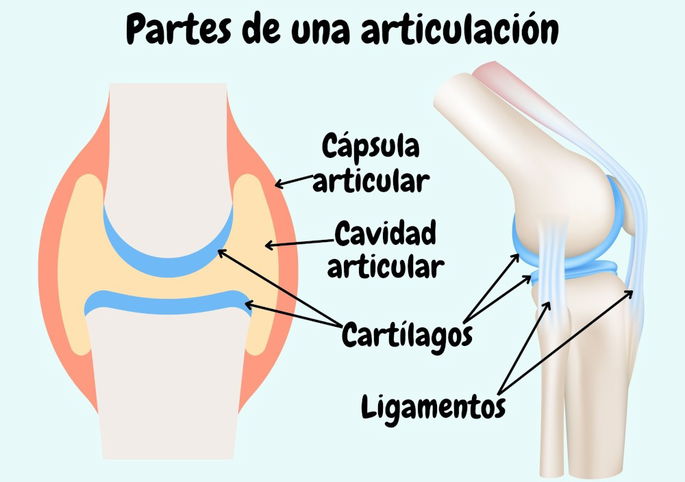 Las partes internas de una articulación ubicada entre dos huesos