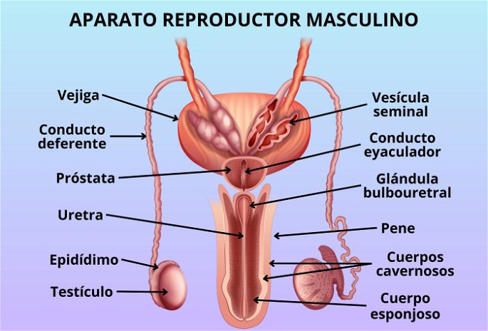 Partes del aparato reproductor masculino, incluyendo genitales externos e internos.