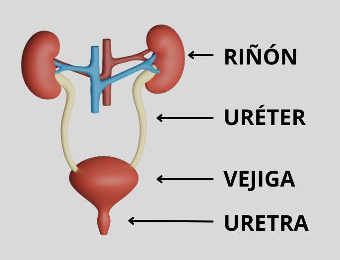 Partes del sistema urinario