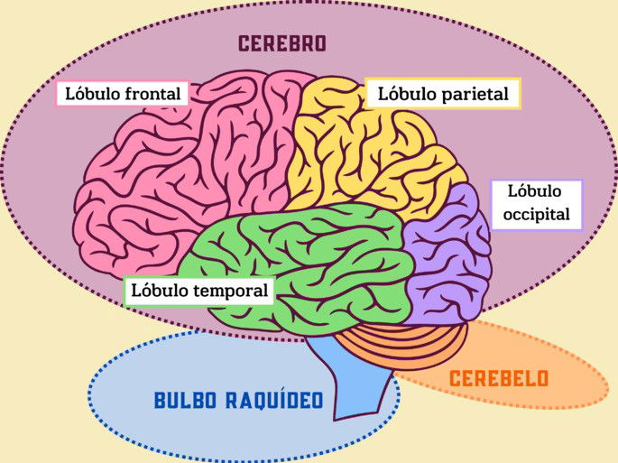 partes del cerebro con nombres