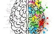 Partes del cerebro y sus funciones