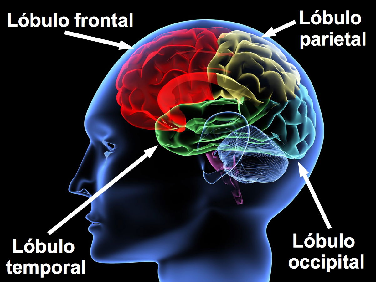 nombres de las partes del cerebro humano