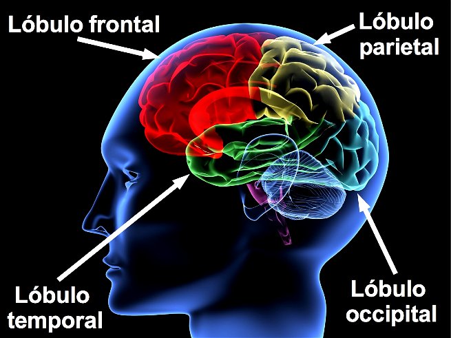 Educación escolar Conclusión llegar Partes del cerebro y sus funciones - Significados