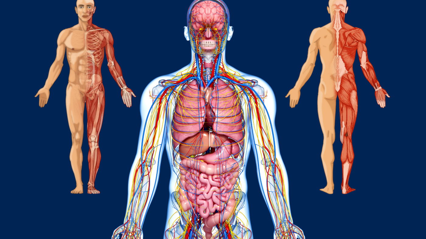 Las articulaciones de nuestro cuerpo nos permiten el movimiento del sistema locomotor.