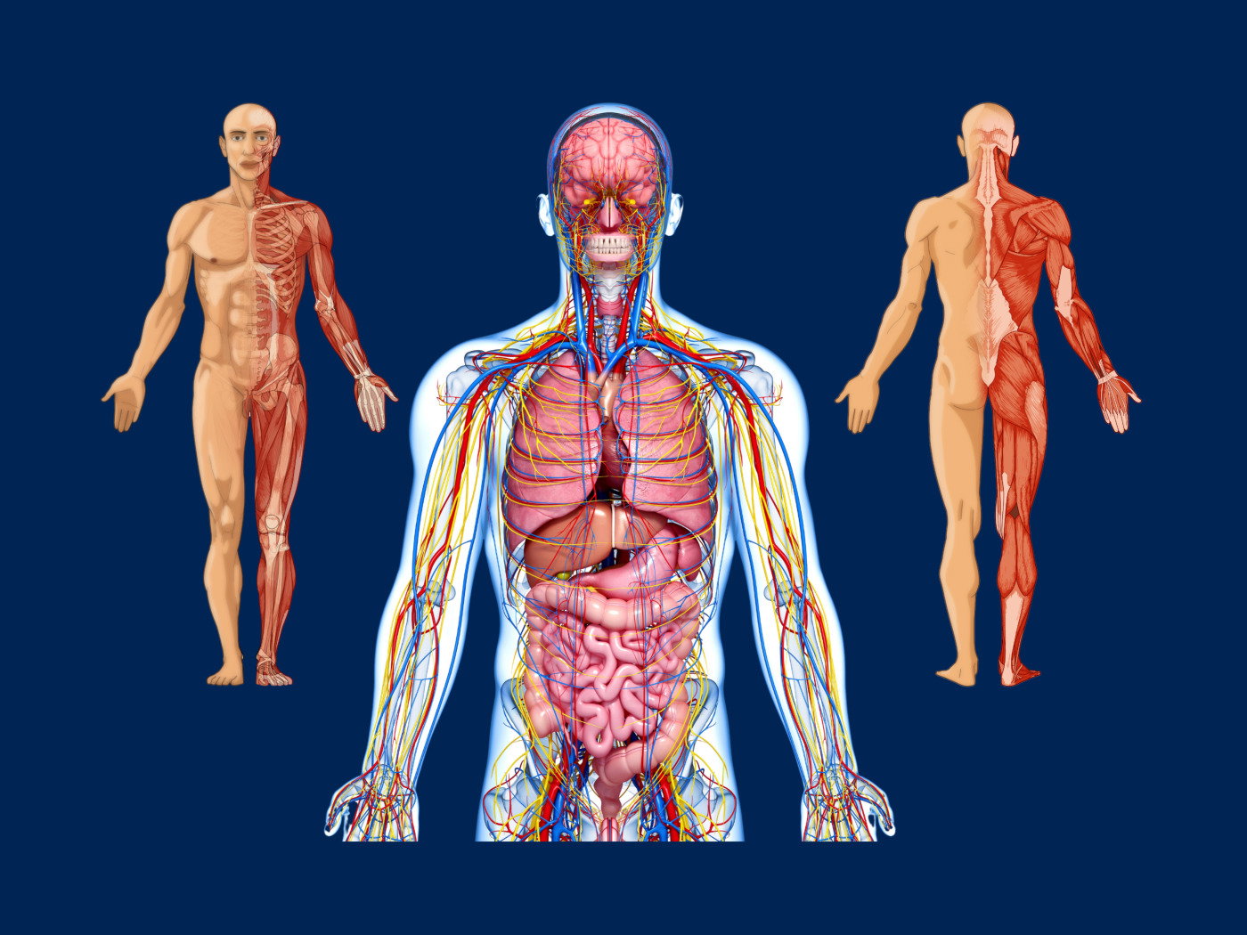 Todas Las Partes Del Cuerpo Humano Y Sus Nombres Infoupdate