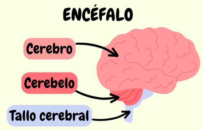 Las partes del encéfalo que intervienen en el sistema nervioso central