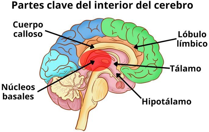 Diferentes partes resaltadas del interior del cerebro: tálamo, hipotálamo, cuerpo calloso, núcleos basales y lóbulo límbico.