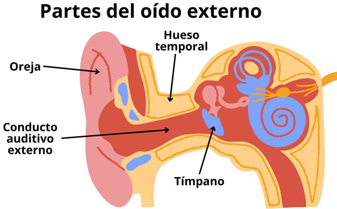 Las diferentes partes del oído externo que influyen en el sentido del oído en el ser humano.