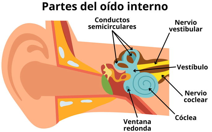 Dibujo y esquema de las partes del oído interno.