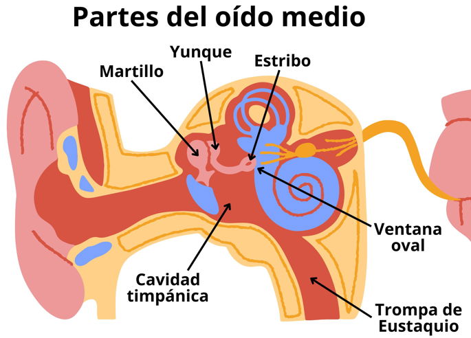 Las diferentes partes del oído medio que intervienen en el sentido del oído en el ser humano.