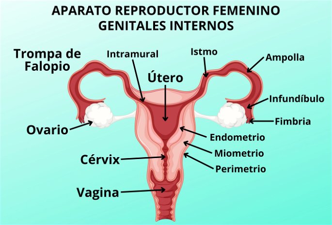 Los genitales internos del aparato reproductor femenino, con esquema y nombres
