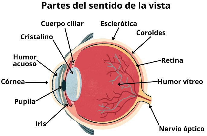 Las partes del sentido de la vista, desde la córnea hasta el nervio óptico.