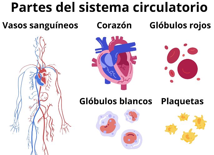 Partes del sistema circulatorio, compuesto por vasos sanguíneos, corazón y células sanguíneas
