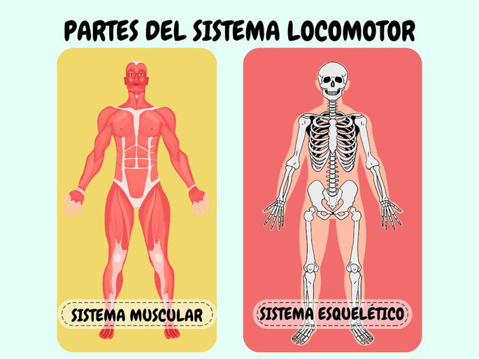 Partes del sistema locomotor, con el sistema muscular a la izquierda, y el esquelético, a la derecha.