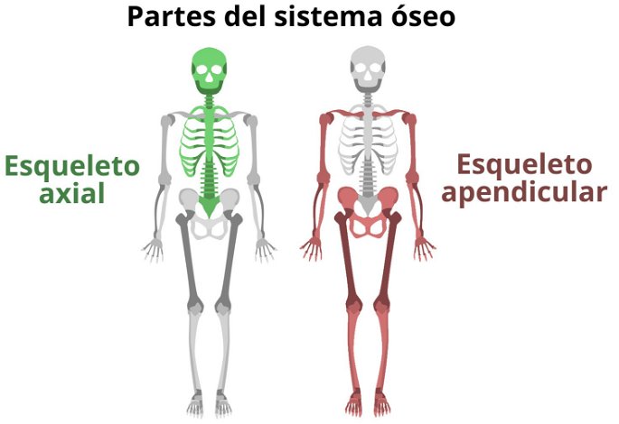 Las dos partes principales del sistema óseo: esqueleto axial y esqueleto apendicular