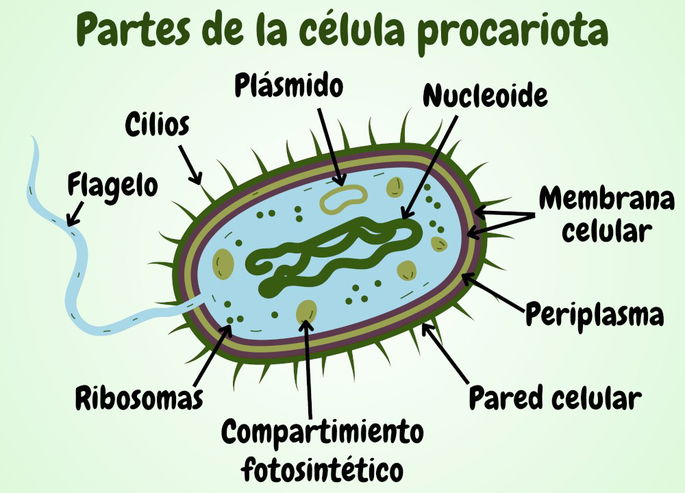 Estructura externa e interna de la célula procariota, señalando partes como la membrana celular, el flagelo, el nucleoide, el plásmido o los cilios