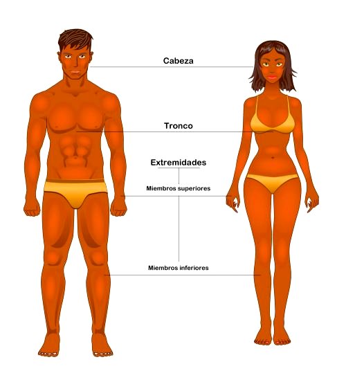 Partes del cuerpo humano - Significados