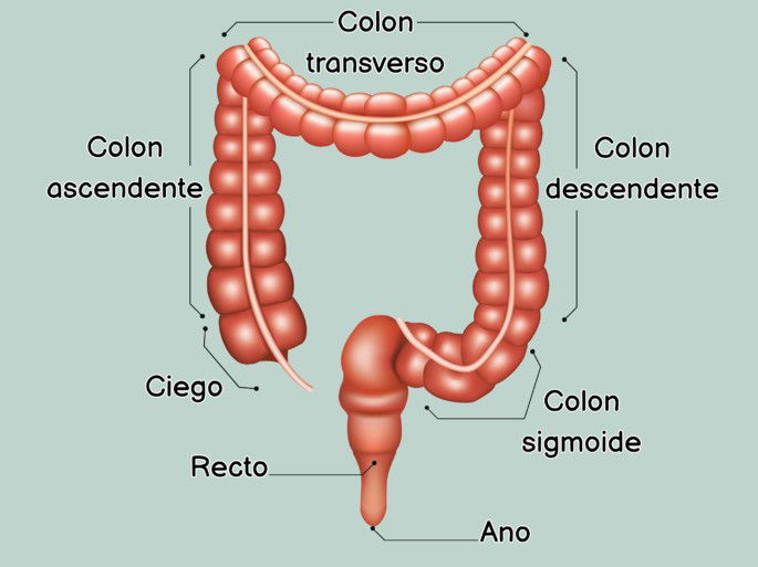 Partes del intestino grueso